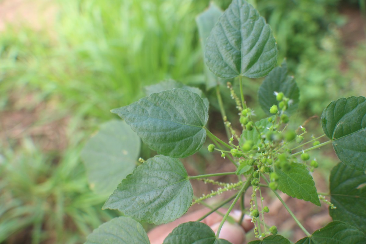 Acalypha paniculata Miq.